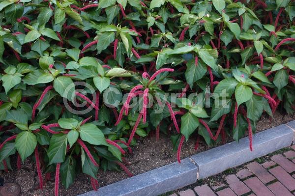 Red blooms; Evergreen; Needles or needle-like leaf; 