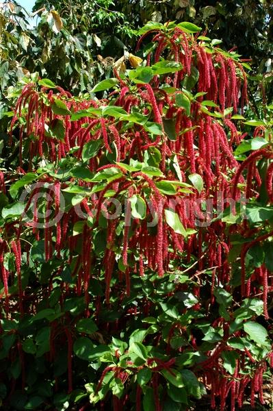 Red blooms; Evergreen; Needles or needle-like leaf; 