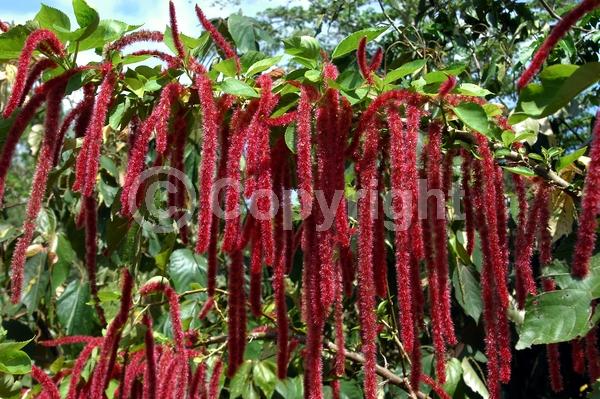 Red blooms; Evergreen; Needles or needle-like leaf; 