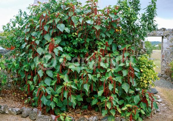 Red blooms; Evergreen; Needles or needle-like leaf; 