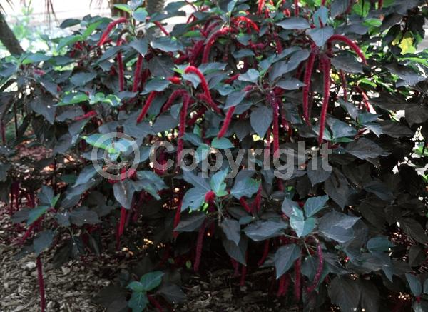 Red blooms; Evergreen; Needles or needle-like leaf; 