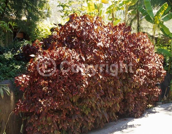 Red blooms; Evergreen