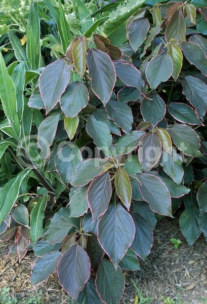 Red blooms; Evergreen