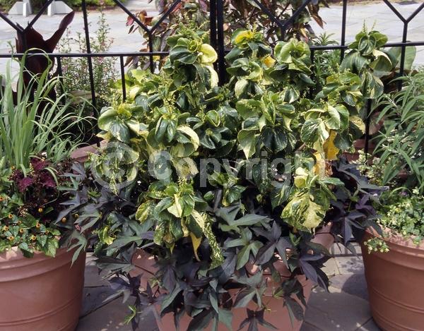 Red blooms; Evergreen; Needles or needle-like leaf