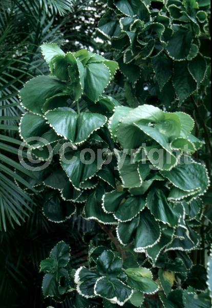 Red blooms; Evergreen; Needles or needle-like leaf