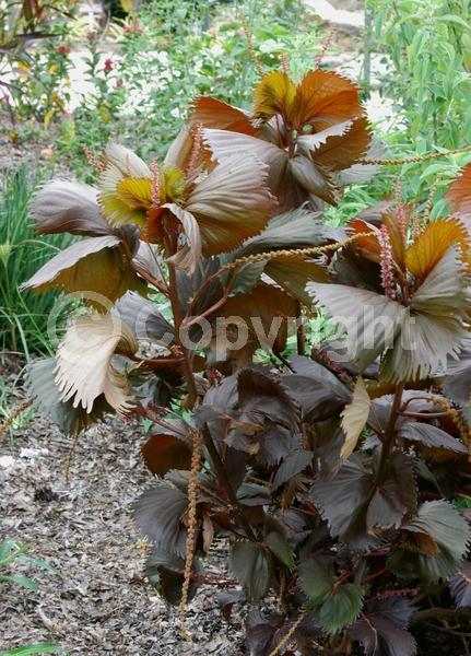 Evergreen; Semi-evergreen