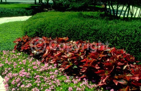 Red blooms; Evergreen; Needles or needle-like leaf