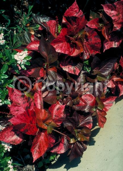Red blooms; Evergreen; Needles or needle-like leaf