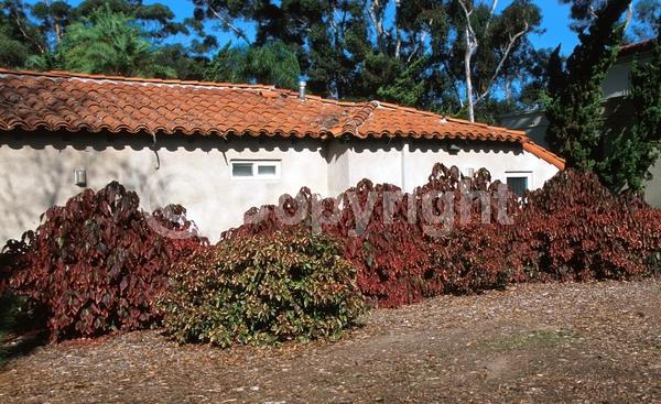 Red blooms; Evergreen; Needles or needle-like leaf