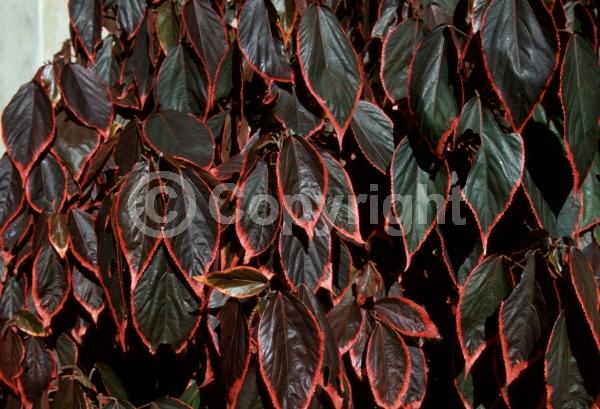 Red blooms; Evergreen; Needles or needle-like leaf