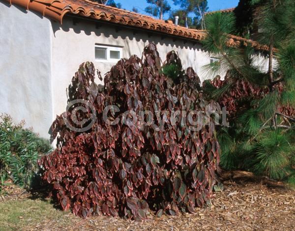 Red blooms; Evergreen; Needles or needle-like leaf