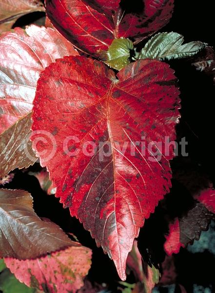 Red blooms; Evergreen; Needles or needle-like leaf