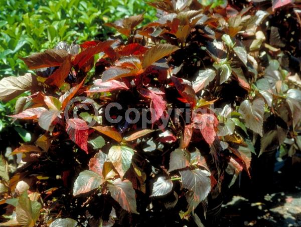 Red blooms; Evergreen; Needles or needle-like leaf