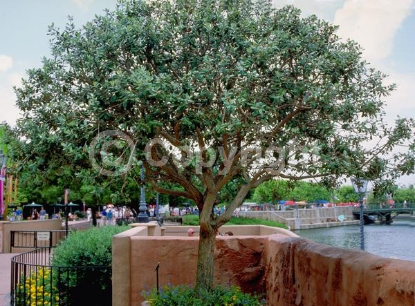 Red blooms; White blooms; Evergreen; Needles or needle-like leaf