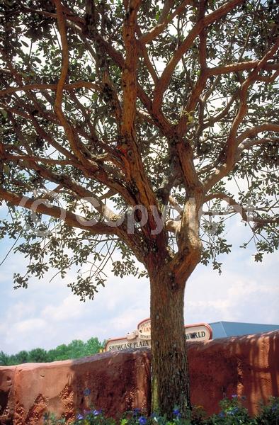 Red blooms; White blooms; Evergreen; Needles or needle-like leaf