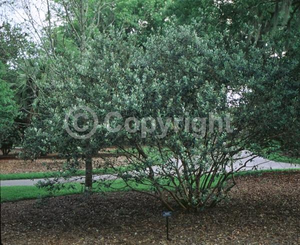 Red blooms; White blooms; Evergreen; Needles or needle-like leaf