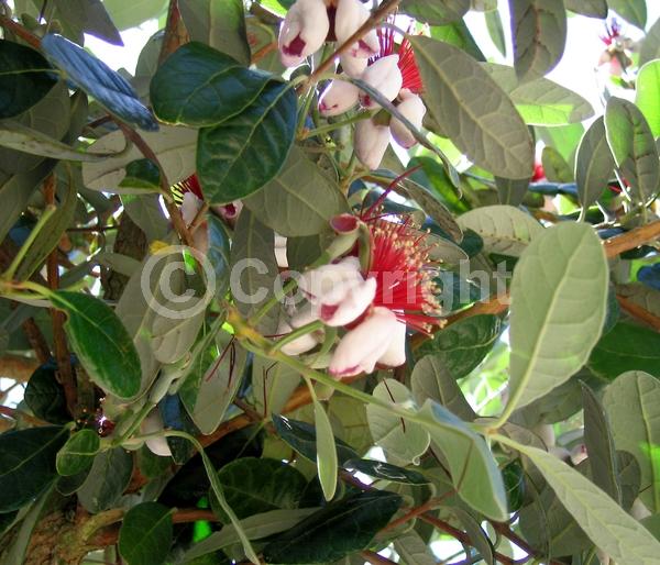 Red blooms; White blooms; Evergreen; Needles or needle-like leaf