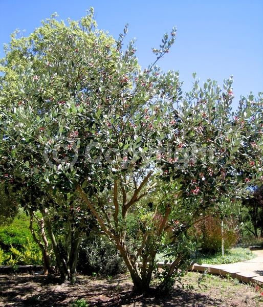 Red blooms; White blooms; Evergreen; Needles or needle-like leaf