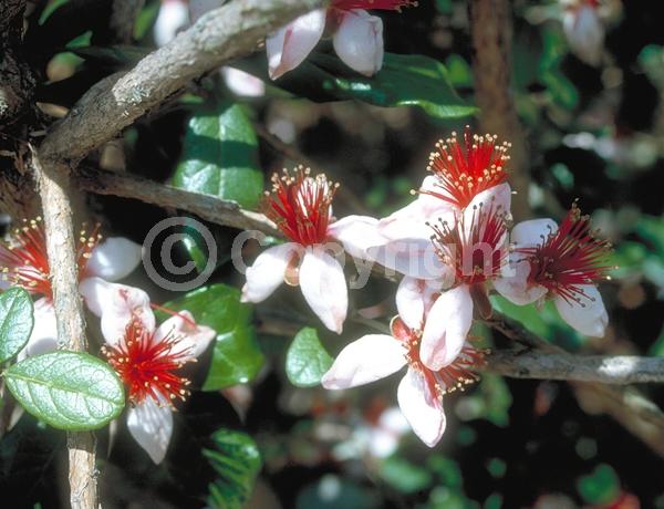 Red blooms; White blooms; Evergreen; Needles or needle-like leaf