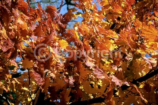Red blooms; Deciduous; Broadleaf