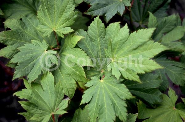 Red blooms; Deciduous; Broadleaf