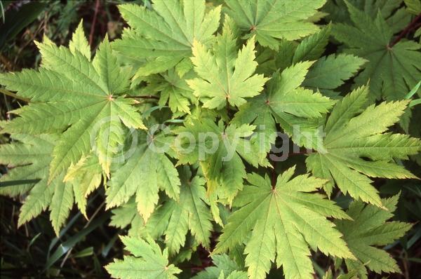 Red blooms; Deciduous; Broadleaf