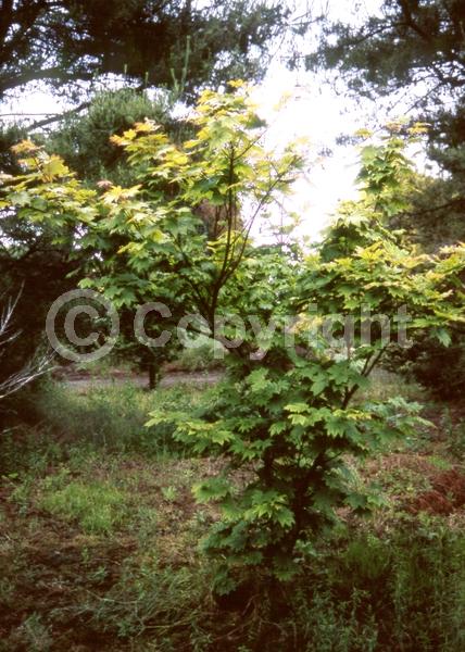 Red blooms; Deciduous; Broadleaf