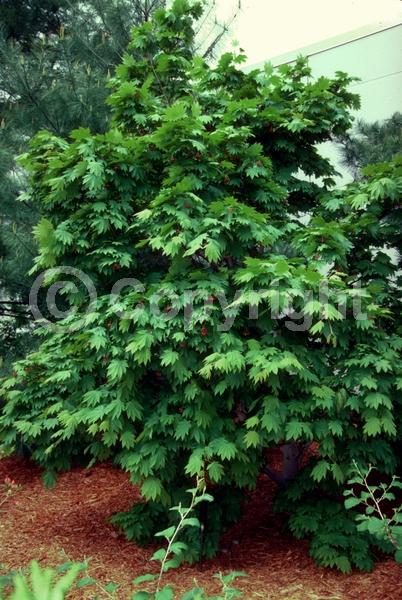 Red blooms; Deciduous; Broadleaf
