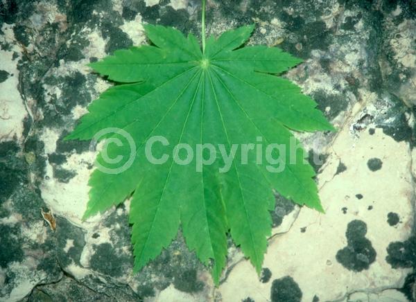 Red blooms; Deciduous; Broadleaf