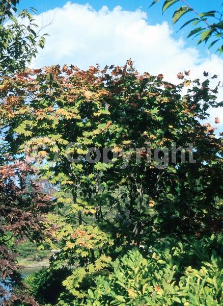Red blooms; Deciduous; Broadleaf