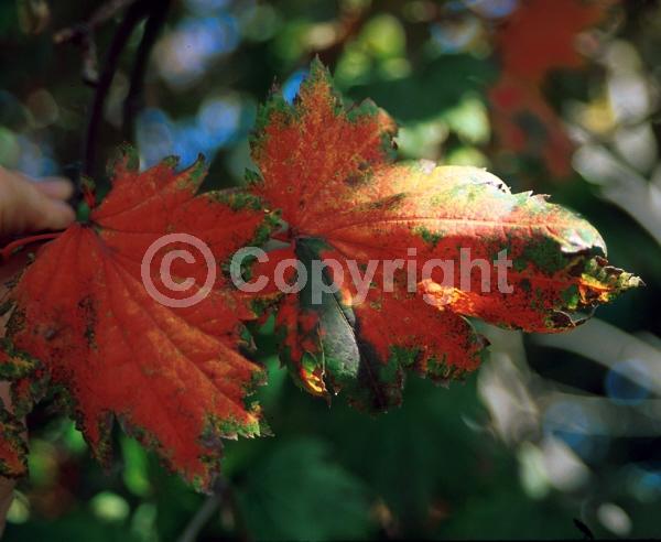 Red blooms; Deciduous; Broadleaf