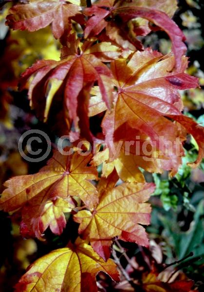 Red blooms; Deciduous; Broadleaf
