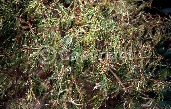 Red blooms; Deciduous