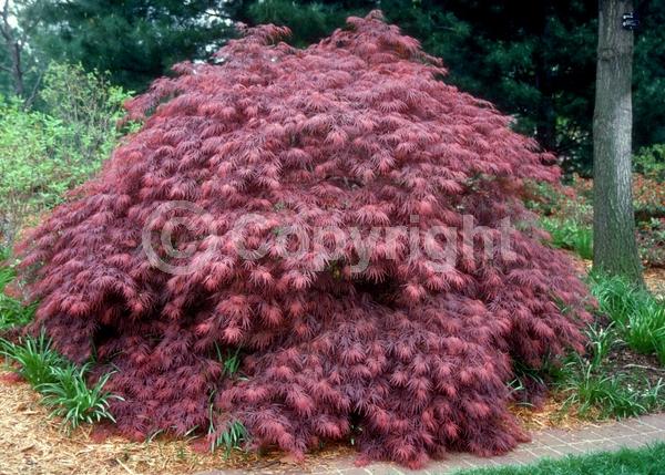 Red blooms; Deciduous