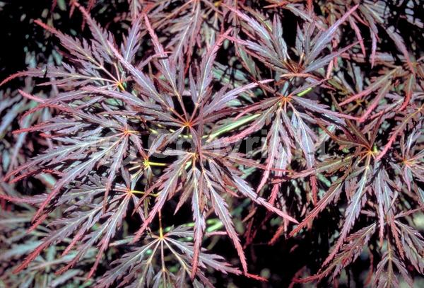 Red blooms; Deciduous