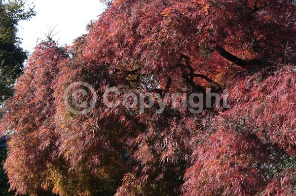 Red blooms; Deciduous
