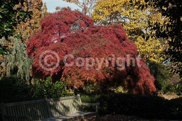 Red blooms; Deciduous