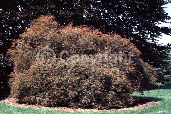 Red blooms; Deciduous