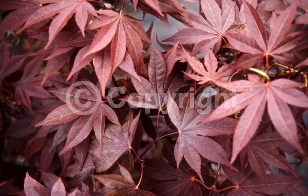 Red blooms; Deciduous