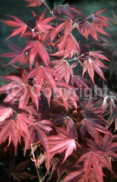 Red blooms; Deciduous