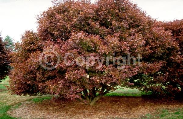 Red blooms; Deciduous