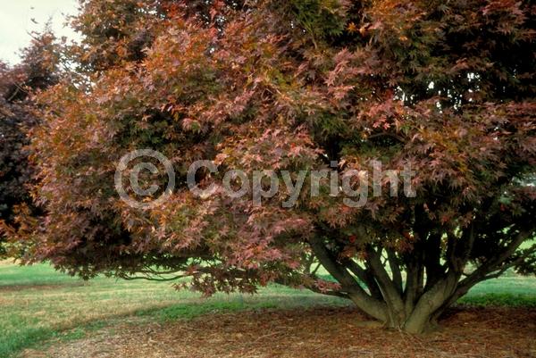 Red blooms; Deciduous