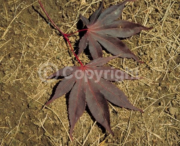 Red blooms; Deciduous