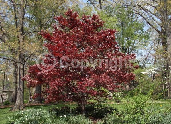 Red blooms; Deciduous