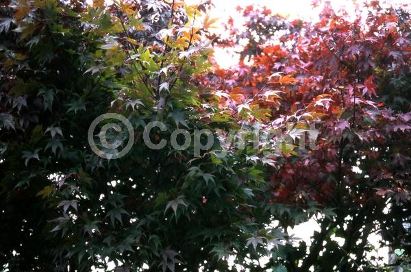 Red blooms; Deciduous