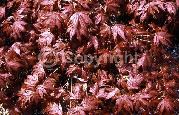 Red blooms; Deciduous; Broadleaf