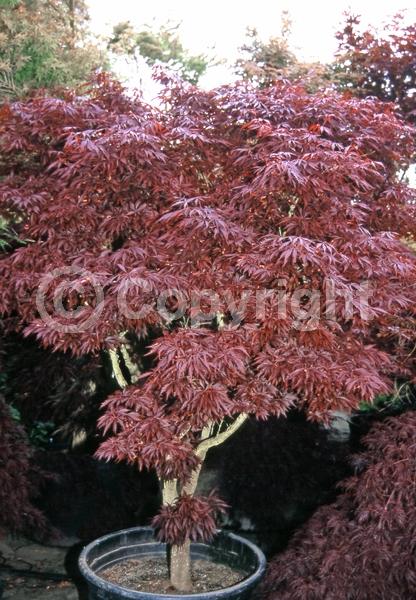 Red blooms; Deciduous; Broadleaf