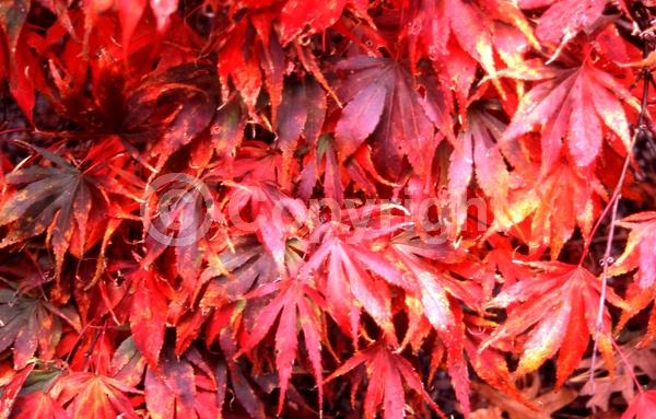 Red blooms; Deciduous; Broadleaf