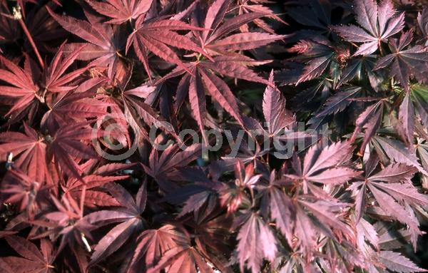 Red blooms; Deciduous; Broadleaf