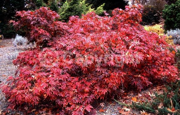 Red blooms; Deciduous; Broadleaf